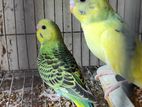 Baby Budgie for sale