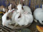Rabbit Sell