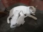 baby cat with mother