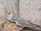 Baby cockatiel