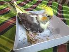 Baby Cockatiel