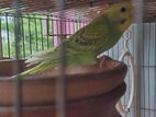 Budgerigar For Sell