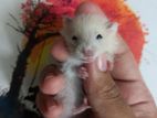 Baby Hamstar