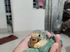Baby love bird