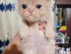 Baby Persian Cat