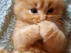 Baby persian cat