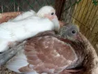 Baby Pigeon