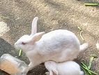 Baby Rabbits