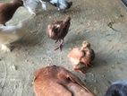 Baccha Gula Bikri Korbo