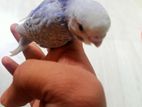 Backfill tame size budgerigar