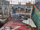 Bagha Nor kobutor for sell
