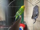 Budgerigar bird