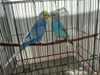 Bagrigar pair