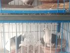 Bird for sell