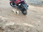 Bajaj Pulsar 150 মোটরসাইকেল 2016