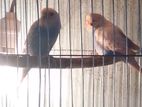 Bajigar bird for sale