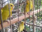 bajigar bird for sell