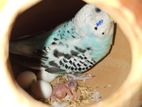 Budgerigar Bird for sale