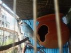 Bajigar birds for sell