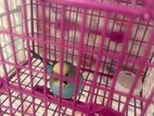 Budgerigar For Sell