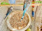 bajigar bird for sale