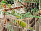 Budgerigar
