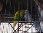 Budgerigar