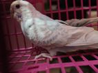 Bajigar Pakhi Female