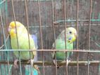 Budgerigar bird