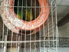 Budgerigar