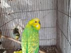 Budgerigar Bird