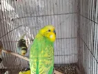Budgerigar Bird