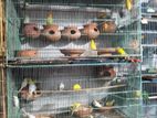 Bajigar - Pakhir Khacha-lovebird