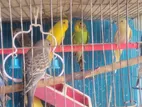 Budgerigar