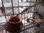 Bird for sale