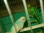 bajikar bird for sell