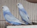 Budgerigars for sell