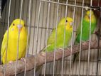 Budgerigars