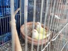 Bajrigar, Cocateil, Love Bird for sell