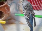 Budgerigars for sell