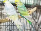 bajrigar running pair