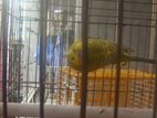 Bajriger Pakhi With Cage