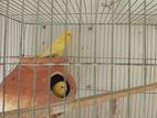 Bajriger Red Eye Lutino