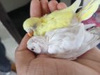 Budgerigars for sell