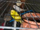 Bajrighar Bird