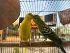 Budgerigar