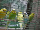 Bazigar bird for sell