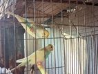 Budgerigars for sell