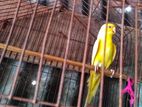 Budgerigar pakhi