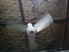 Balaka 36" Fan Only 45 Day Use